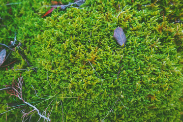 Detailed image of  green wet moss