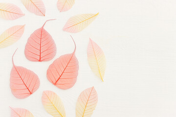 Colorful transparent and delicate skeleton leaves over wooden white background