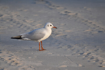 Black-headed gull
