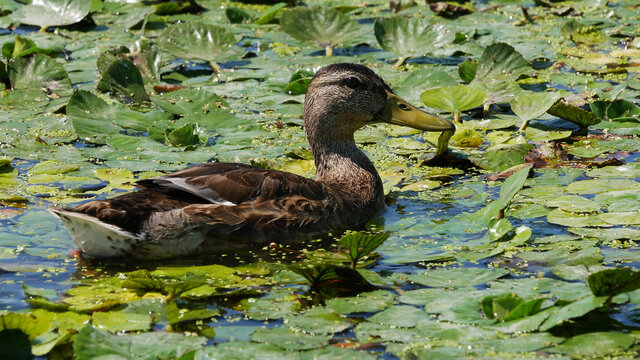 Duck in the Delta