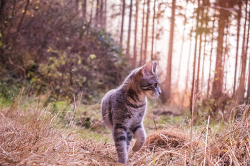 Naklejka na ściany i meble Grau getigerte Katze stehend im Wald mit schönen Lichtern und Bäume im Hintergrund