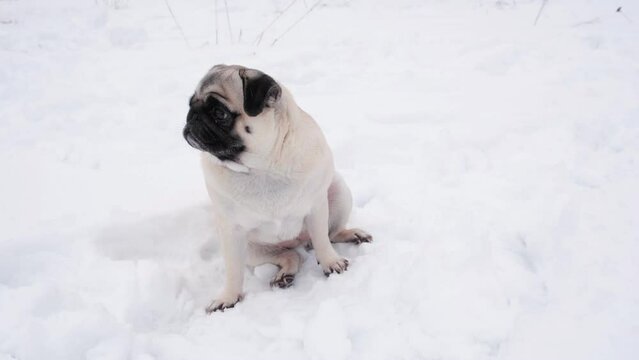 Cute funny pug dog looking very surprised in snowy weather. Little pug puppy walks outdoors on a winter day. Happy dog outdoor in snow. An alone dog sitting in the deep snow.	
