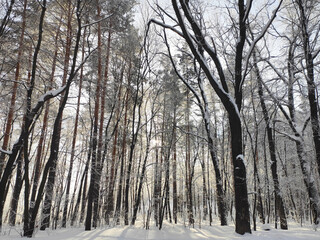 Naklejka premium A winter forest in Bashkiria, Russia 