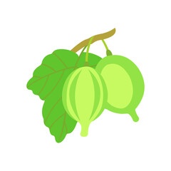 Isolated on a white background, a vector illustration of a ripe gooseberry.