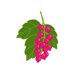 Isolated on white, Sambucus ayurvedic medicinal herb. The fruit of the elderberry tree is used as a dietary supplement for illnesses like the flu.