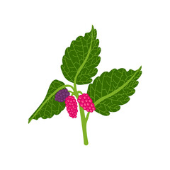 On a white background, a ripe raspberry berry branch.