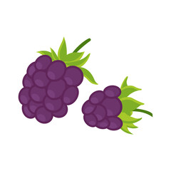 On a white background, blackberries isolated. Flat design of a blackberry