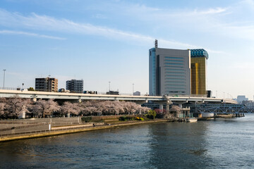 Fototapeta premium 東京都 春の隅田川 浅草、墨田区役所近隣
