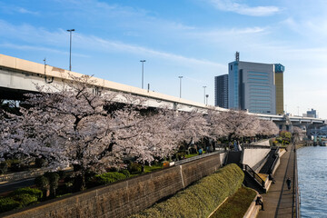 Fototapeta premium 東京都 春の隅田川 浅草、墨田区役所近隣