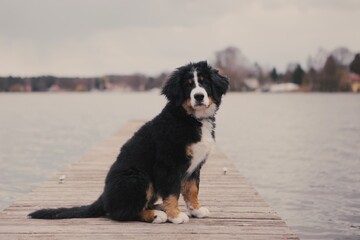 Dog on a bridge