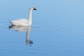 Obraz premium A single Bewick Swan and its reflection in the sky blue coloured lake.