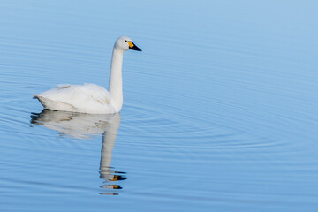 A single Bewick Swan and its reflection in the sky blue coloured lake.