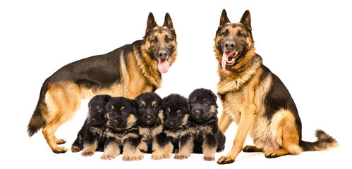 Dogs of the German Shepherd breed with their puppies isolated on white background