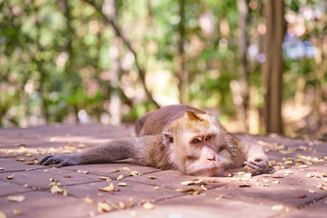 Wildlife. Monkey lying on the ground in park.