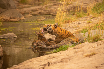 Tiger in the nature habitat. Tiger male walking head on composition. Wildlife scene with danger animal. Hot summer in Rajasthan, India. Dry trees with beautiful indian tiger, Panthera tigris