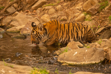 Tiger in the nature habitat. Tiger male walking head on composition. Wildlife scene with danger animal. Hot summer in Rajasthan, India. Dry trees with beautiful indian tiger, Panthera tigris