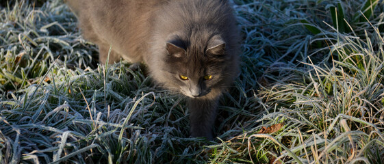 Chat marchant dans l'herbe gelée en hiver par un jour ensoleillé, format bannière