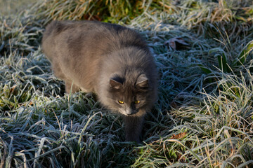 Chat marchant dans l'herbe gelée en hiver par un jour ensoleillé