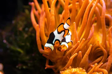 Crédence de cuisine en verre imprimé Orange Poisson corail (poisson clown) en anémone