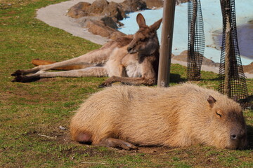 Cute portrait of one single capybara, , napping on the grass.  A kangaroo is resting at his back.  On a sunny day.