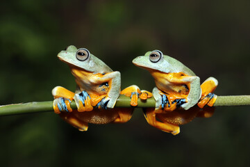 Two flying frogs sitting on a bamboo stick.