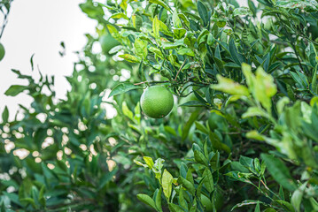 Fototapeta premium green juicy tangerine fruit on tree