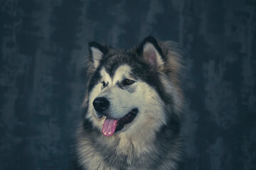 Side portrait of a young Malamute dog. Cute snout, fluffy ears, white face and pink tongue out in a dark room. Selective focus on the details, blurred background.
