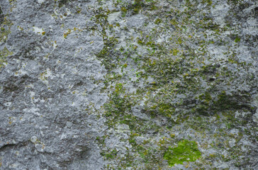 Moss on the rocks. Nature background. Green moss color texture. Rock wall texture