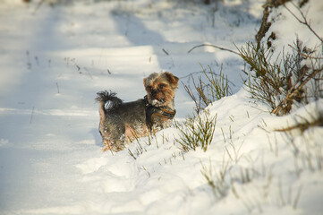 Yorkshire terrier dog in the snow. Little dog in the snow.