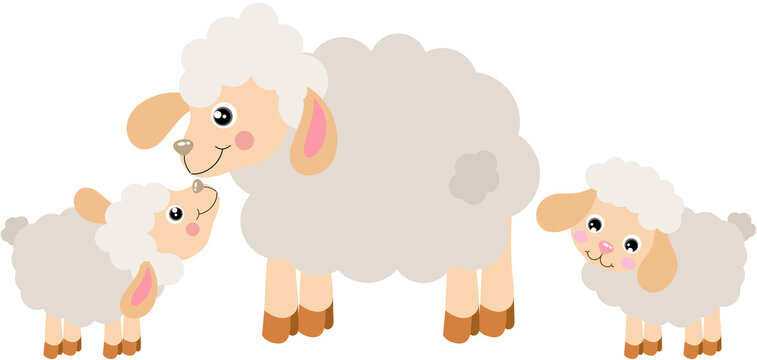 Mum sheep with babies lambs