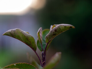 leaves on a branch of a young apple tree