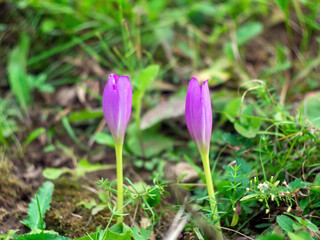 purple colchicum flowers in the garden