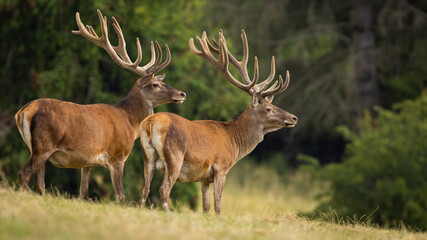 Two red deer, cervus elaphus, with velvet covered antlers looking on meadow. Pair of stags...