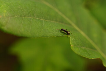 Fototapeta premium Lonely black ant (Lasius Niger) on a oak leaf (Quercus) in sunset light