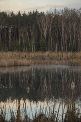 Reflection of the forest over the water