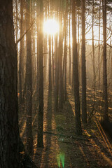 Sunset or sunrise in the autumn pine forest. Sunbeams shining between trunks. Rays of the sun in the fog