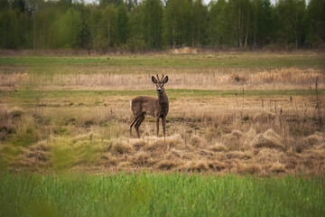 Male Roe Deer (Capreolus capreolus) walks on a green meadow. Roe Deer looking for a food. Meadow with wild animals. Animal in a natural habitat.