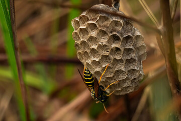 Wasp nest in the grass. A wasp in its nest. The wasp at the hive