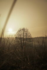 Autumn tree without leaves in the center of the frame at dawn. Beautiful autumn dawn