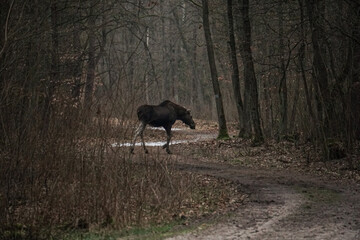 A young bull moose (Alces alces) in a mysterious forest. The moose goes through the forest road. Animal in a natural habitat.