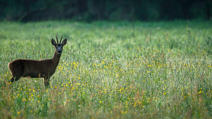 Male Roe Deer (Capreolus capreolus) walks on a green meadow. Roe Deer looking for a food. Animal in a natural habitat.