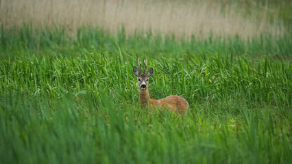 Male Roe Deer (Capreolus capreolus) walks on a green meadow. Male deer hidden in tall green grass. Animal in a natural habitat