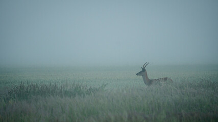Red deer (Cervus elaphus) marches in the grass on a foggy morning