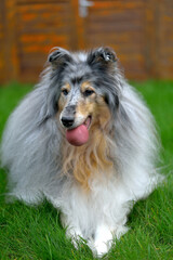 collie with a ball in its mouth on green grass, selective focus