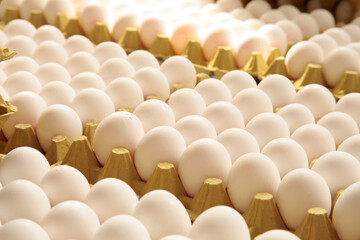  Fresh eggs in the egg factory.  Egg factory industry.