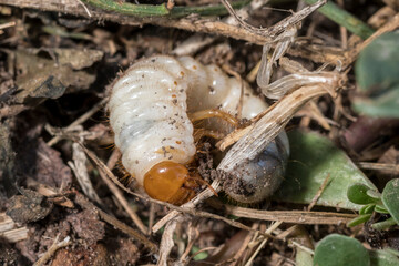 Cockchafer Grub just before hatching on garden soil