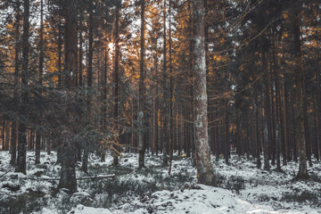 Sonnenaufgang im Wald
