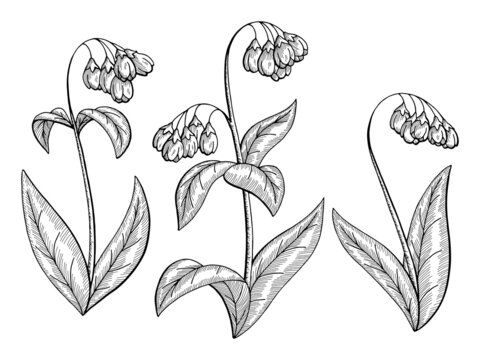 Comfrey flower graphic black white isolated sketch set illustration vector