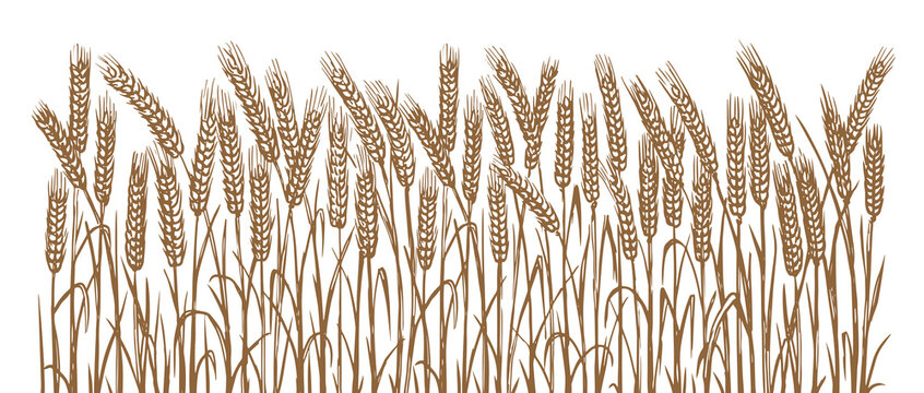 Wheat ears vector. Hand drawn sketch cereal plants, farm field. Seasonal harvest. Cultivation of agricultural crops