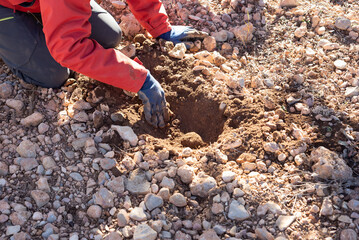 Closeup of hands digging up a black truffle on the ground. Truffle hunting. 
